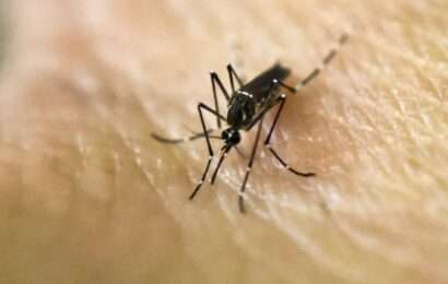 Recomiendan reforzar la prevención del dengue: ¿Qué cuidados tener durante el invierno?
