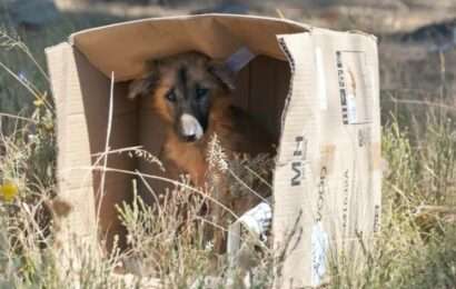 Presentaron un proyecto de ley que obliga a funcionarios bonaerenses a capacitarse en derecho animal