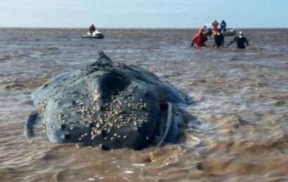 Explican por qué no se puede rescatar a la ballena varada en el Canal 15, de Castelli