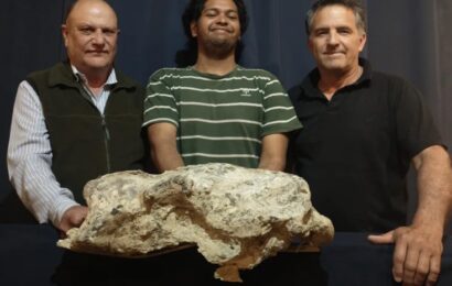 Hallazgo en San Pedro: encontraron fósiles de un perezoso gigante que existió hace más de 200 mil años