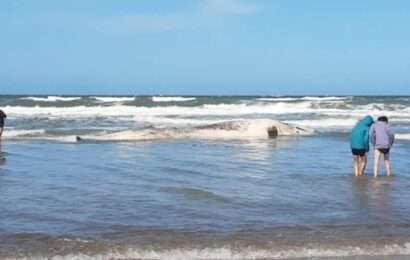 Una ballena blanca apareció sin vida en la costa de Santa Teresita