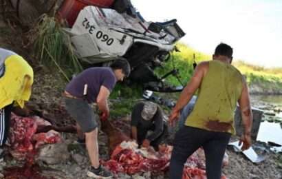 Luego de volcar camión jaula con vacas, los vecinos las faenaron a todas