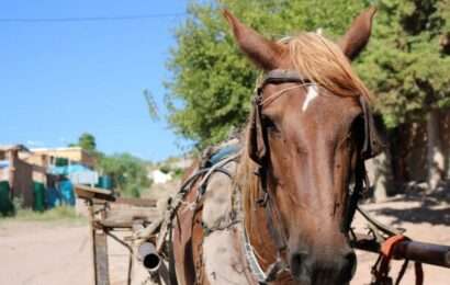 Presentaron un proyecto para prohibir la tracción a sangre en toda la provincia de Buenos Aires