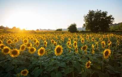 Declaran alerta fitosanitaria en todo el país por una plaga que afecta al girasol