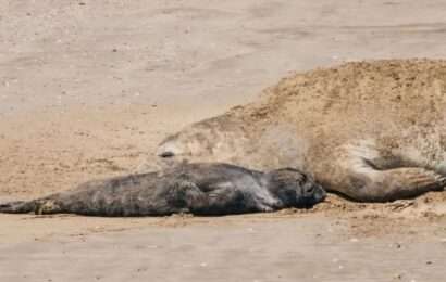 El sorpresivo nacimiento de un elefante marino en las playas de Mar del Plata: mirá las imágenes