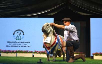 Una empresa de Uruguay compró el Gran Campeón Macho de El Harem