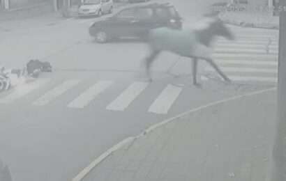 Insólito accidente en Necochea: una motociclista chocó con un caballo en plena avenida