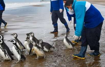 Once pingüinos rehabilitados regresaron al mar en un emotivo evento