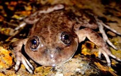 Conservación de la Ranita del Valcheta: “Óscar verde” para un investigador del Conicet