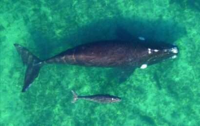Las ballenas empiezan a asomarse en Madryn