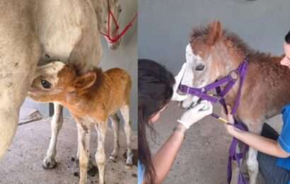 Un Hospital Equino de Quilmes, único en Argentina, a punto de desaparecer