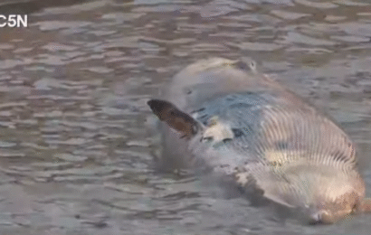 Encuentran otra ballena muerta sobre la Costanera 