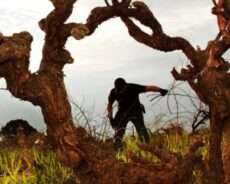 Los vinos australianos y su particular acento italiano 