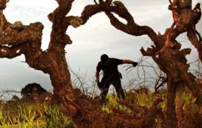 Los vinos australianos y su particular acento italiano 