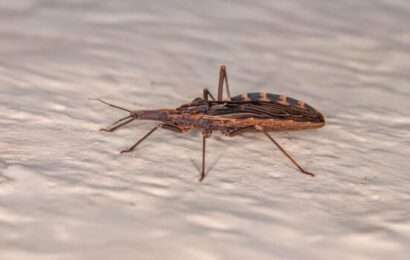 Qué es y cómo se previene el Mal de Chagas, una enfermedad que padecen un millón y medio de argentinos 
