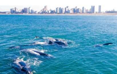 La temporada de ballenas en Argentina atraviesa un momento único 
