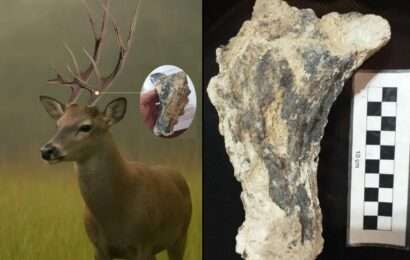 Recuperan una especie de ciervo extinto que vivió en San Pedro hace 200 mil años 