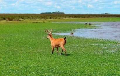 Ciervo de los Pantanos, el más joven de los Parques Nacionales bonaerenses 