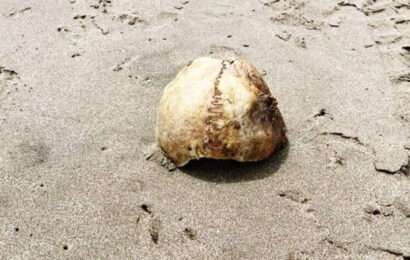 Nuevo hallazgo en Ostende: apareció un cráneo humano en la playa 