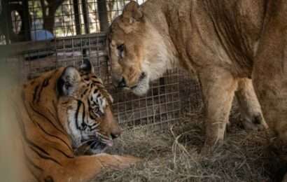 Zoológico de Luján: una misión internacional busca salvar a más de 60 animales  Zoológico de Luján: una misión internacional busca salvar a más de 60 animales