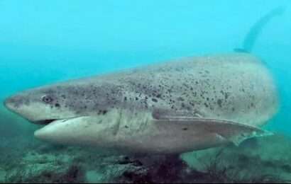 El tiburón gatopardo puede llegar a medir 3 metros de largo. El tiburón gatopardo puede llegar a medir 3 metros de largo.