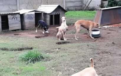En Madariaga el ajuste llegó a las mascotas: cierra el Refugio Municipal de Animales En Madariaga el ajuste llegó a las mascotas: cierra el Refugio Municipal de Animales