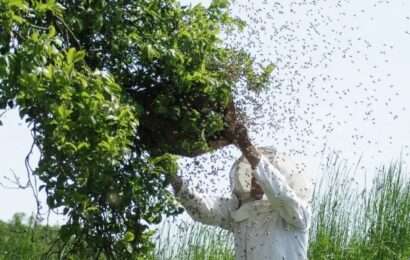 Ordenan pagar unos $80 millones a un ciclista que había perdido un juicio por esquivar un enjambre de abejas 