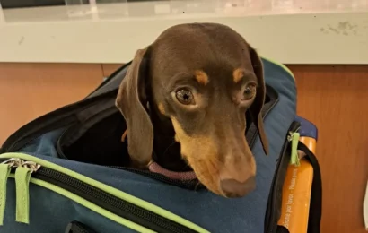 ¿Qué mascotas? Autorizan a trasladar animales domésticos en trenes y micros de larga distancia