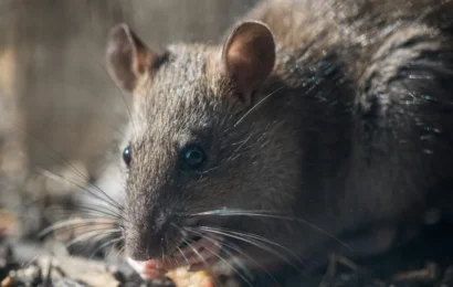 Una persona falleció por hantavirus en Arrecifes y ya son cinco las víctimas en PBA