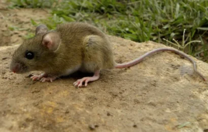 Hantavirus: confirman una víctima fatal en Chacabuco