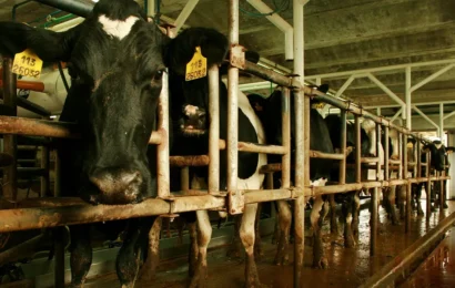 Tambos: en 2025 creció 8% la producción bonaerense