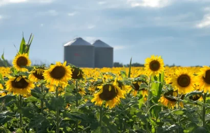 El girasol, el cultivo estrella El girasol, el cultivo estrella