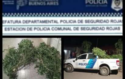 En una misma vivienda: Recuperan moto y encuentran plantas de marihuana En una misma vivienda: Recuperan moto y encuentran plantas de marihuana