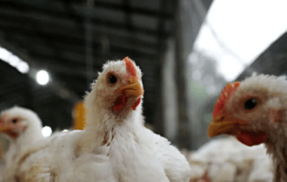 Influenza aviar: detectan un nuevo caso en un establecimiento avícola bonaerense 