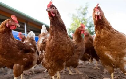 Confirmaron el primer caso de influenza aviar en Chascomús 