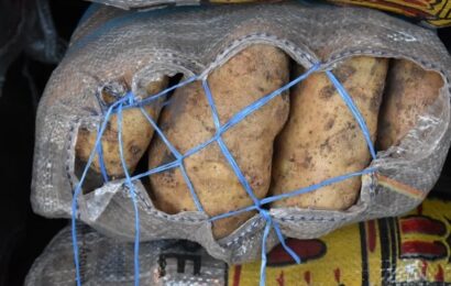 Cayó casi un 12% la siembra de papa en el sudeste bonaerense 