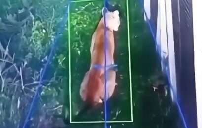 Un puma suelto en Hudson causa temor en un barrio privado Un puma suelto en Hudson causa temor en un barrio privado