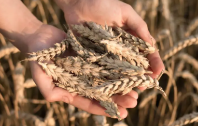 Preparativos para el invierno 