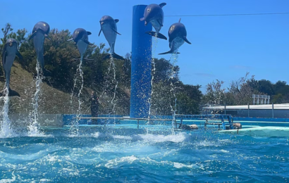 Quebró el Aquarium de Mar del Plata y crece la polémica por el destino de 66 animales 