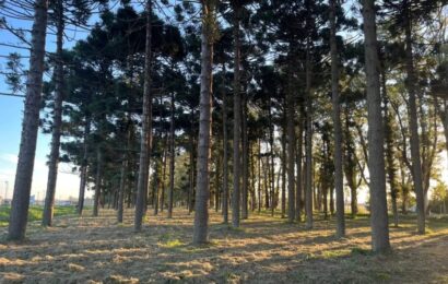 Realizan tareas de limpieza y mantenimiento en el Monte de Araucarias