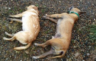 Perros muertos tirados en las calles: Preocupación en Bromatología