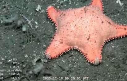 Vidas submarinas: ciencia y arte se conjugan en una experiencia única en el Teatro Argentino de La Plata 