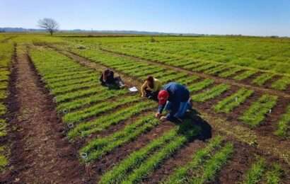Forrajes: el INTA presentó tres nuevas variedades de raigrás anual 