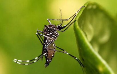 Día Mundial del Dengue: la prevención sigue siendo la principal herramienta 