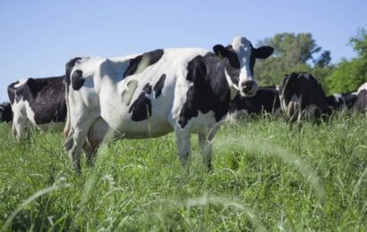 La producción de leche crece, pero cada vez hay menos tambos 