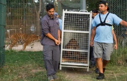 Luján: trasladan otros 30 felinos del ex Zoológico a santuarios de Estados Unidos y Sudáfrica Luján: trasladan otros 30 felinos del ex Zoológico a santuarios de Estados Unidos y Sudáfrica