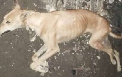 Bolívar: ante el masivo envenenamiento de perros, los vecinos salen a la calle