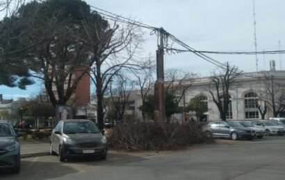 Siguen los trabajos de poda en diferentes sectores de la ciudad