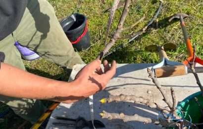 Chacra Experimental: Multiplican higueras adaptadas a nuestra región