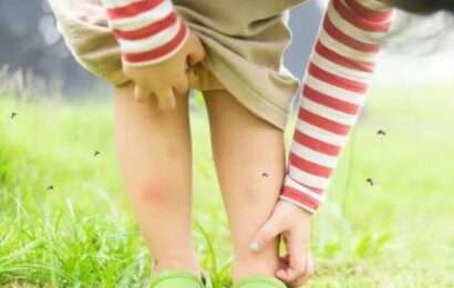 La prevención del dengue es todo el año: el frío no elimina los huevos de los mosquitos
